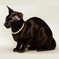 Pearls & Prosecco Collar - Pritti Kitti Boutique