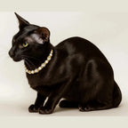 Pearls & Prosecco Collar - Pritti Kitti Boutique