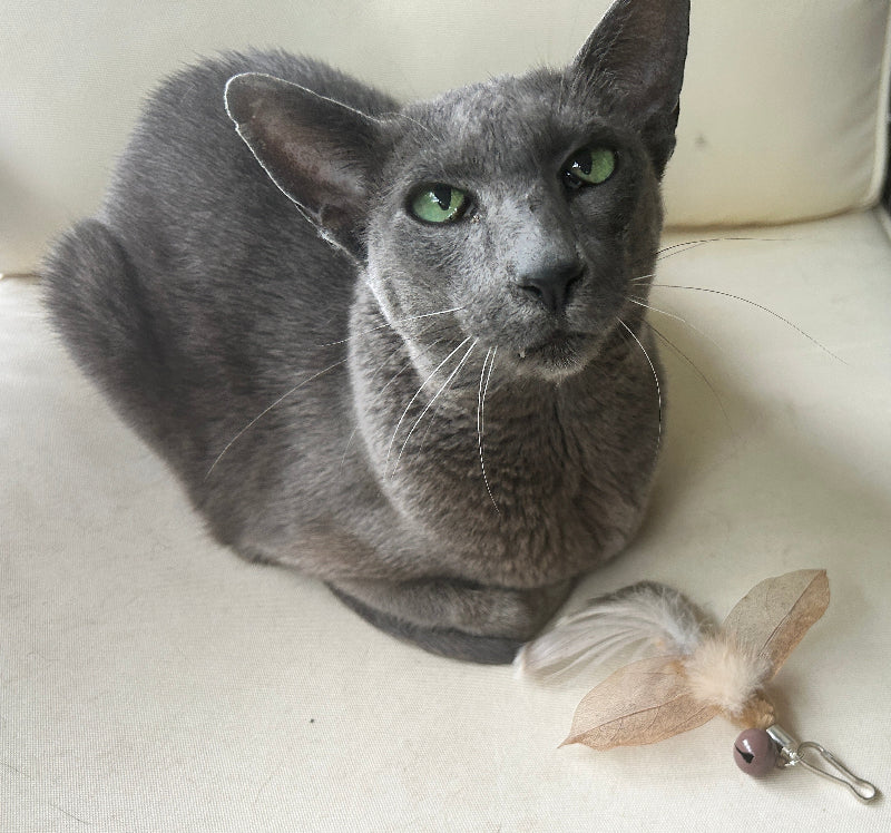 Aussie Bush cat toy featuring Bush Moth attachment next to a playful cat on a couch.
