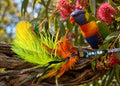 Larrikin Lorikeet Feather Cat Teaser - Pritti Kitti Boutique