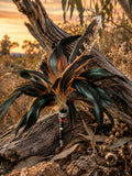 OOOO a Wedgie Feather Cat Wand - Pritti Kitti Boutique