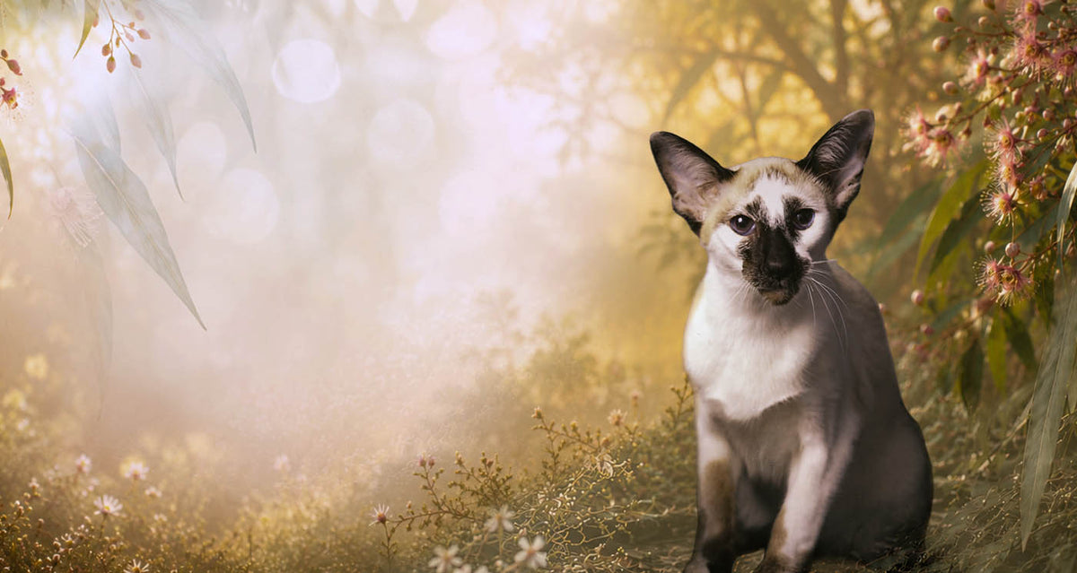 A Siamese cat sitting in a sunlit, dreamy outdoor garden scene with soft golden bokeh and foliage.