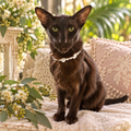 Cat wearing a Pearl Collar with glass pearls and Baroque-style beads, showcasing elegance in a cozy setting.