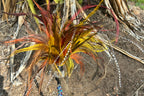 Teaser Wand: Outback Sparkle Emu Feather Cat Toy - Pritti Kitti Boutique