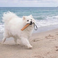 Dog Tug Toy in use, fluffy white dog running on beach with wooden toy in mouth.
