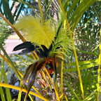 Larrikin Lorikeet Feather Cat Teaser - Pritti Kitti Boutique