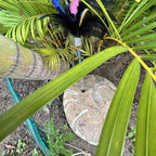 Cassowary Caper Feather Cat Teaser - Pritti Kitti Boutique
