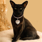 All My Heart Charm Collar - Pritti Kitti Boutique