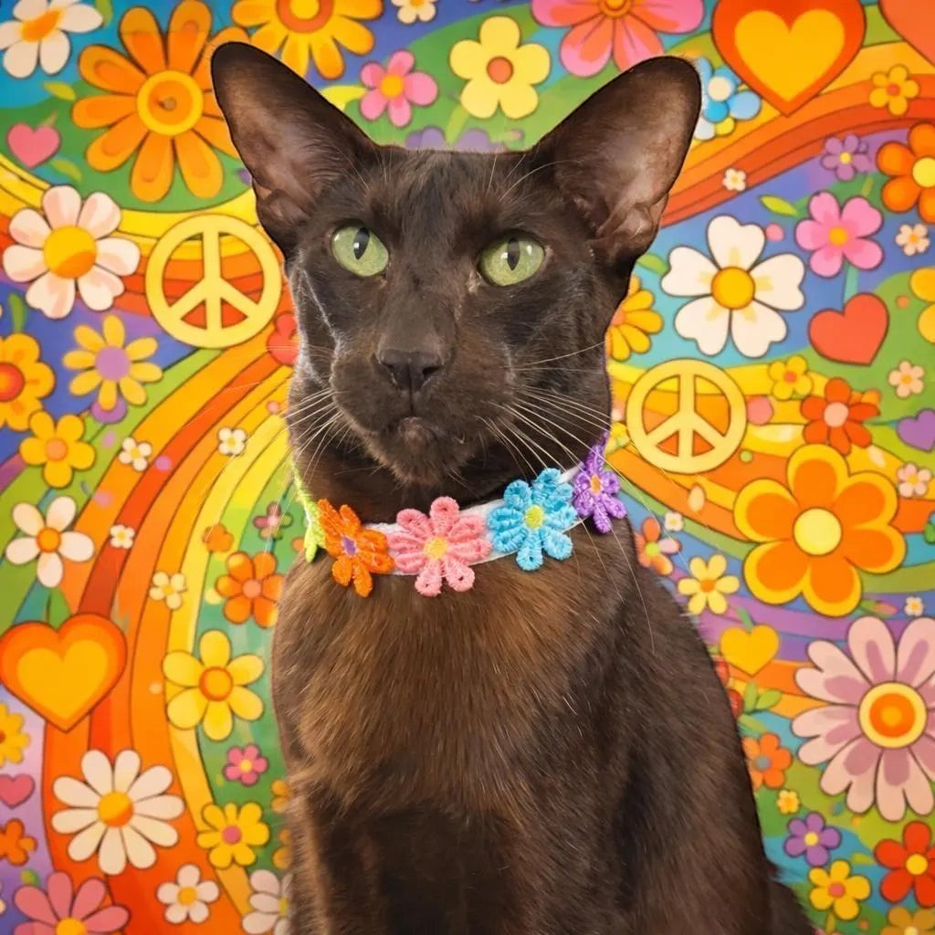 Flower Power Collar - Pritti Kitti Boutique