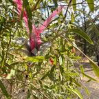 Ya Bloody Galah Feather Cat Wand - Pritti Kitti Boutique